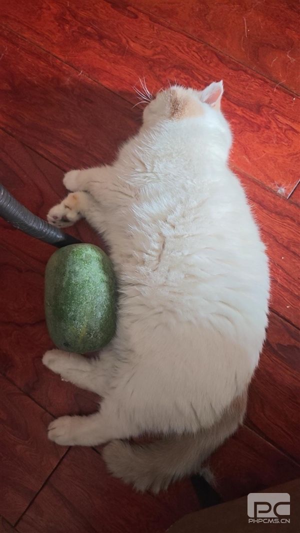 猫咪抱迷你冬瓜遭吐槽,盒马回应:已标注尺寸,图片仅供参考