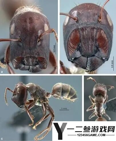 世界上最凶猛的蚂蚁:自爆对抗敌人,携手同归于尽