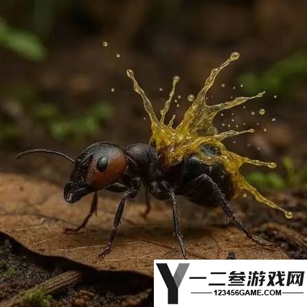 世界上最凶猛的蚂蚁:自爆对抗敌人,携手同归于尽