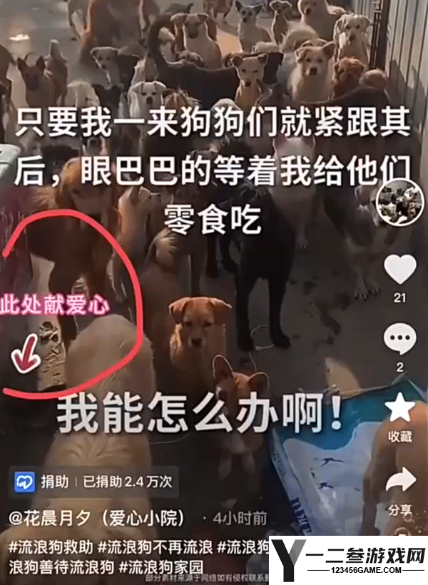 央视揭露流浪狗救助直播骗局：诈骗250万元购豪车挥霍无度